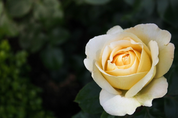 Plant flower petal bloom Photo