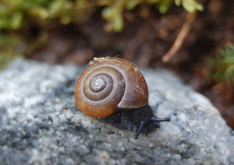 自然 野生动物 fauna 无脊椎动物