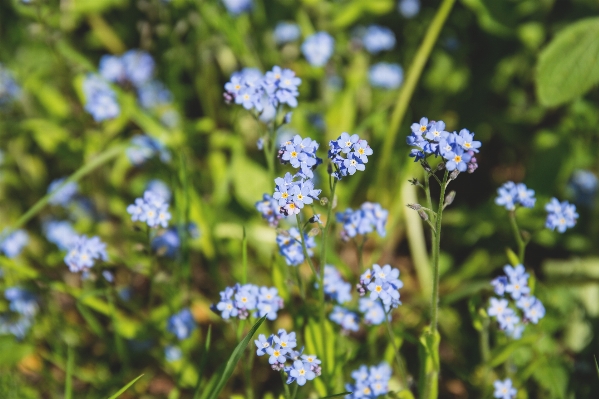 Nature blossom plant meadow Photo