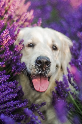 Flower puppy dog mammal Photo