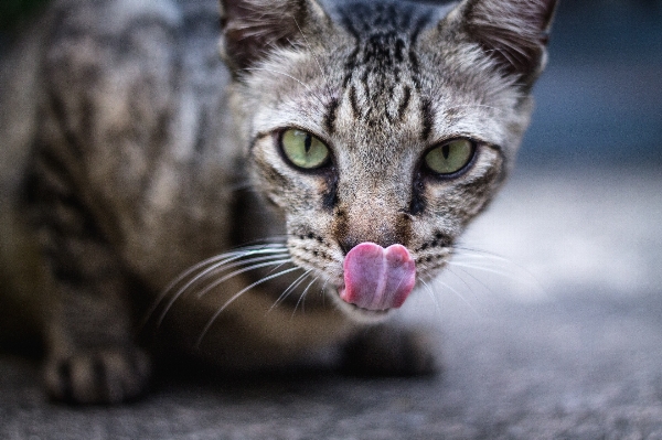 Animal kitten cat feline Photo