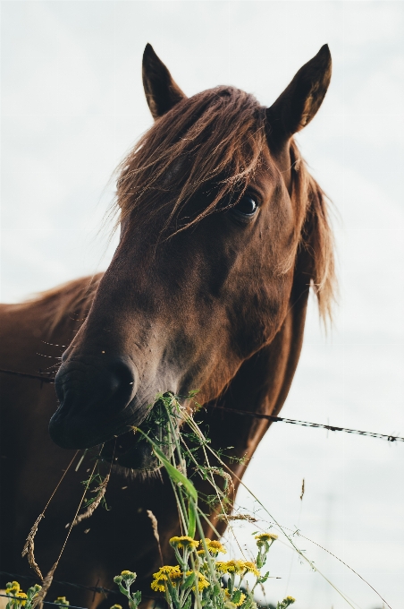 Wild grazing horse mammal