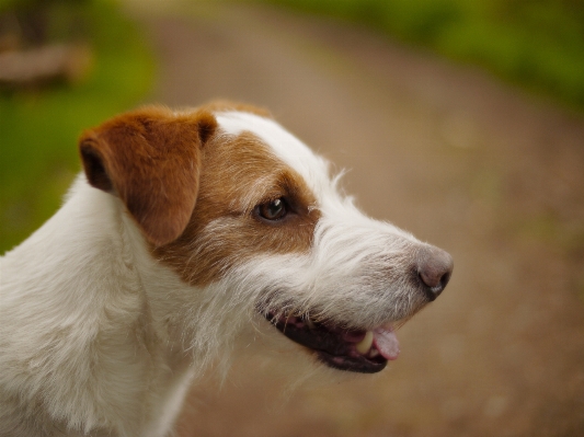 Foto Anak anjing satwa anjing
