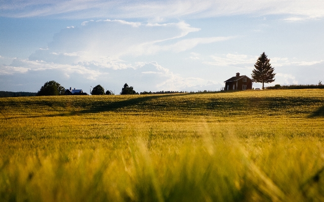 Landscape tree nature grass Photo