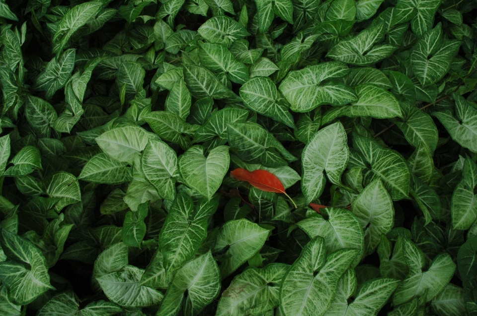 Pianta foglia fiore cibo