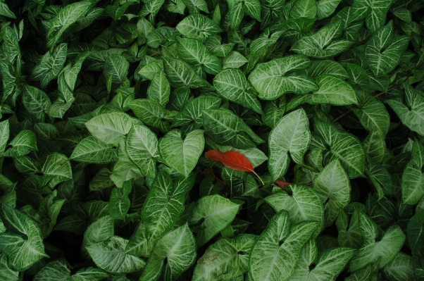 Plant leaf flower food Photo