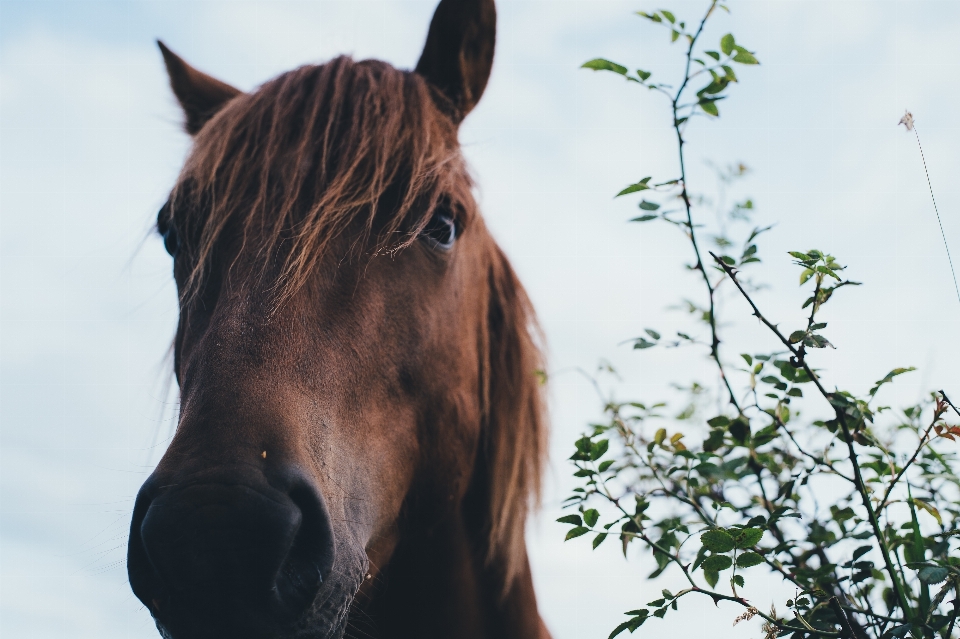 Folha animal cavalo mamífero