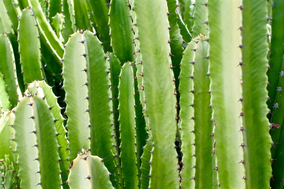 仙人掌 植物 花 植物学