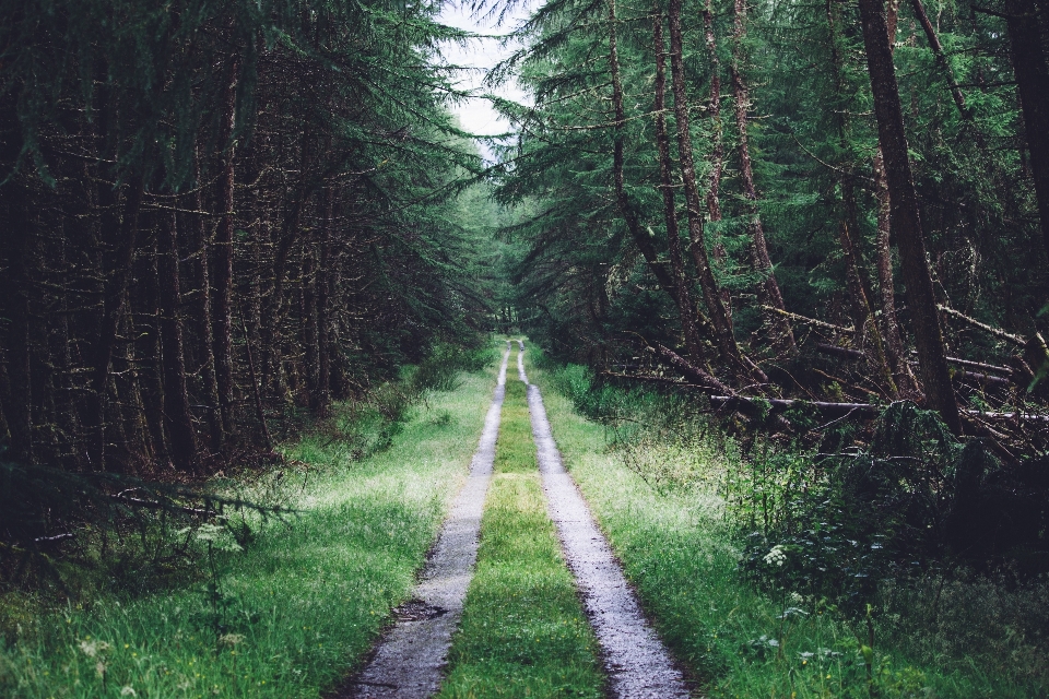 Tree nature forest path