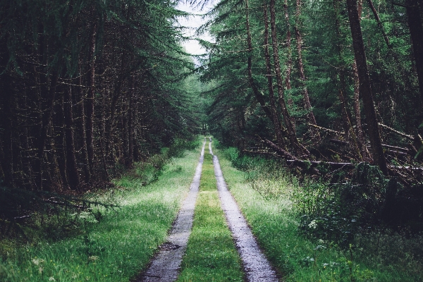 Tree nature forest path Photo