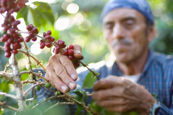 Foto Tanaman anggur buah bunga