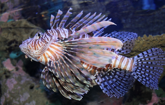 Fish lionfish vertebrate marine biology Photo