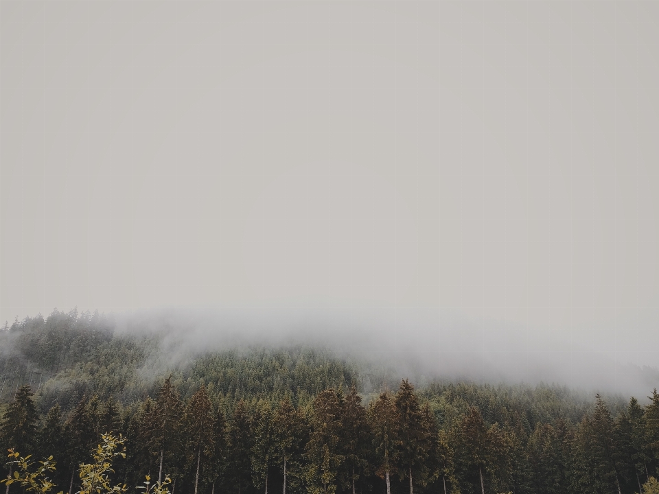 Tree nature forest cloud