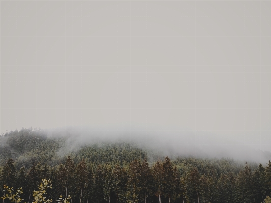 Tree nature forest cloud Photo