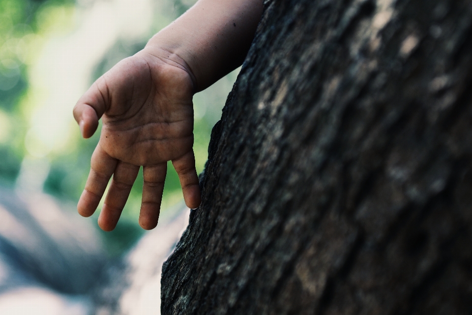 Mano árbol fotografía dedo