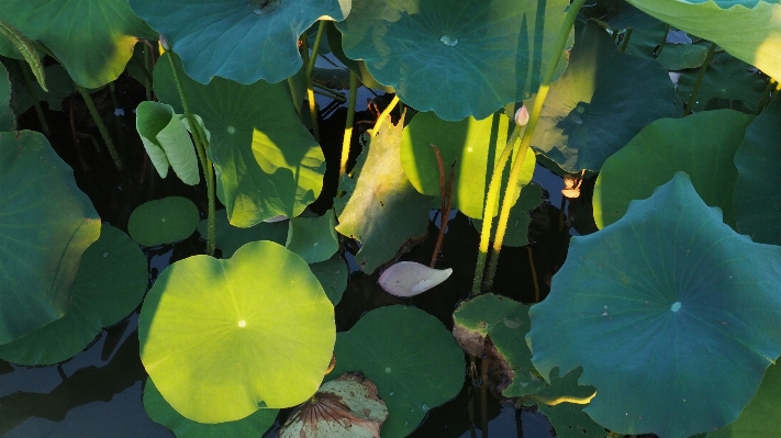 木 自然 植物 日光 写真