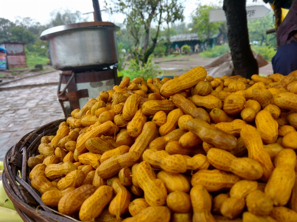 Planta fruta alimento producir