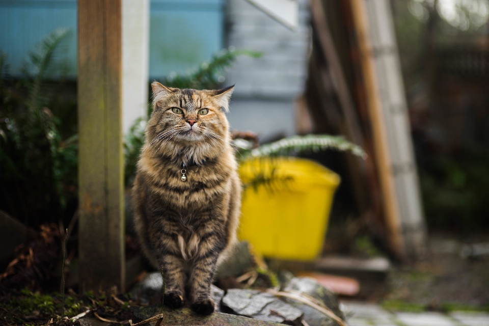 Animal animais selvagens pelagem gato