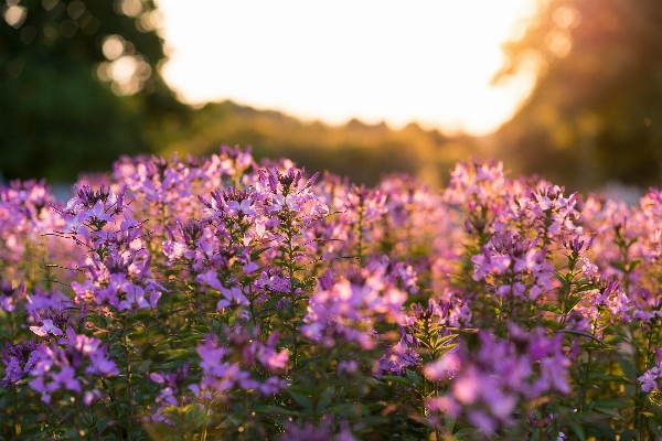 Nature grass blossom plant Photo