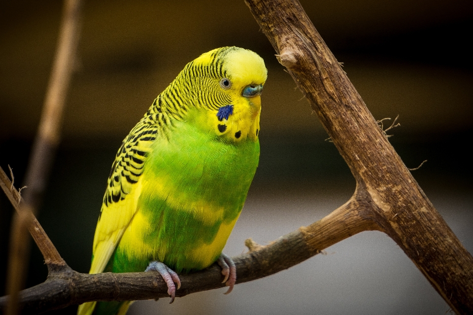 Ramo uccello animali selvatici verde