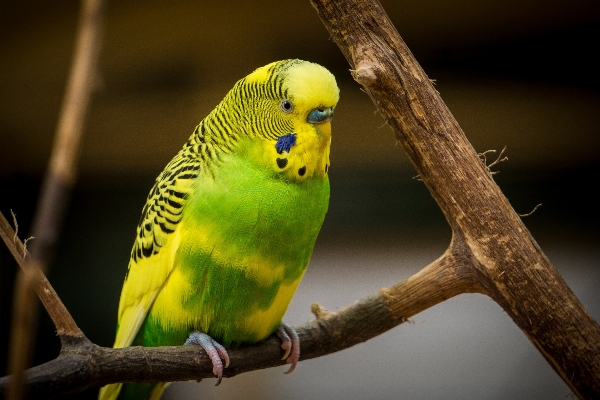 Photo Bifurquer oiseau faune vert