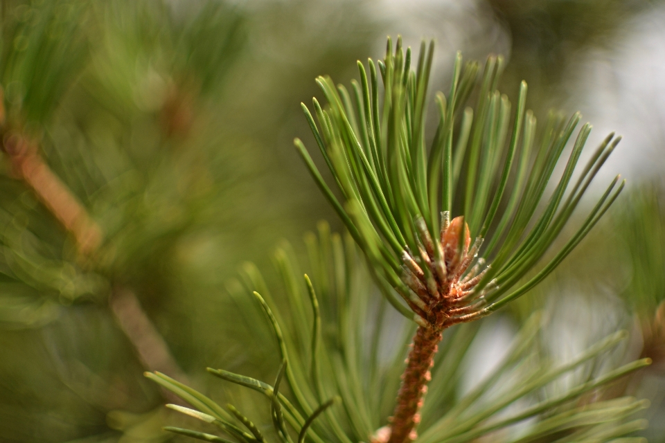 Albero natura erba ramo