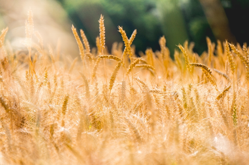 Natura erba ramo pianta