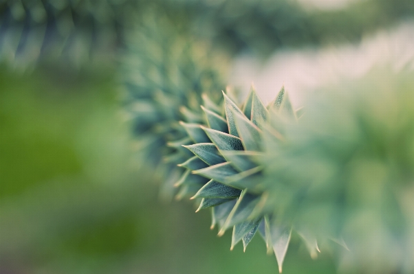 Tree nature grass branch Photo