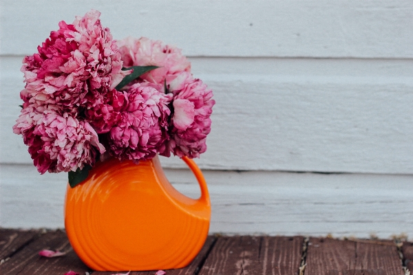 Plant flower petal vase Photo