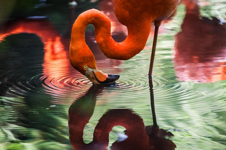 Eau oiseau ondulation réflexion