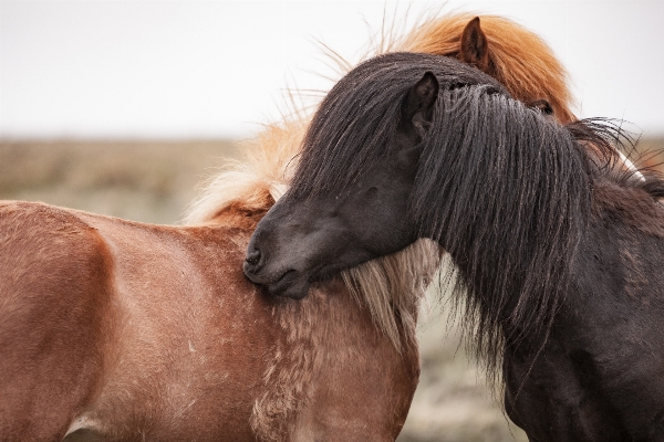 Animal horse mammal stallion Photo