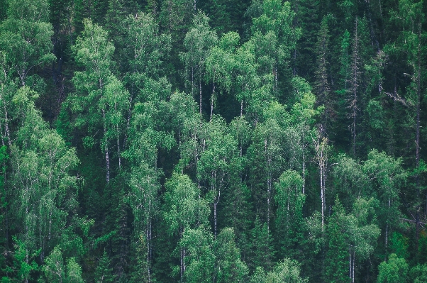 Tree forest wilderness wood Photo