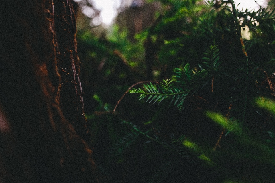 Pohon alam hutan cabang