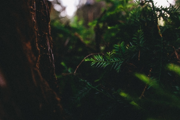 Foto Albero natura foresta ramo