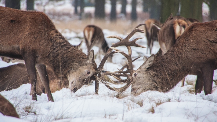 Forest snow winter male Photo