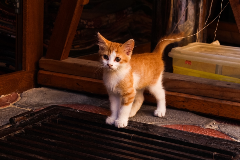 Kitten cat mammal whiskers