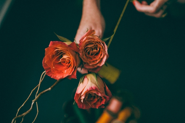 Hand person plant photography Photo