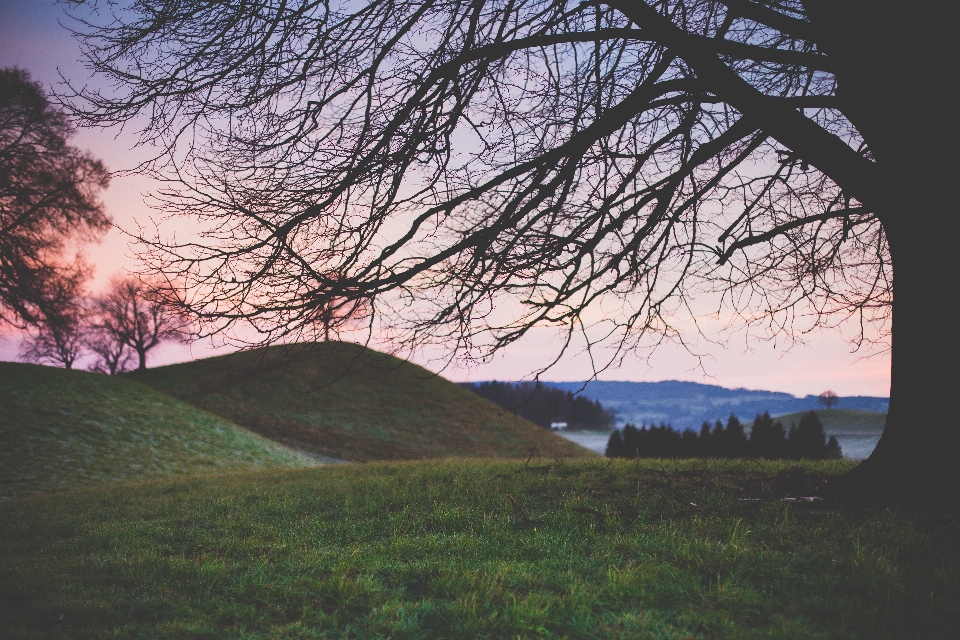 Landscape tree nature grass