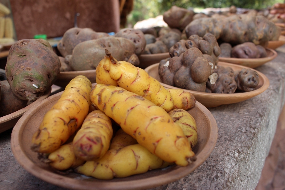 Plantar comida erva produzir