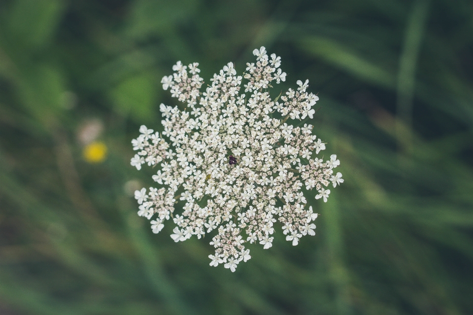 Natura erba ramo fiore