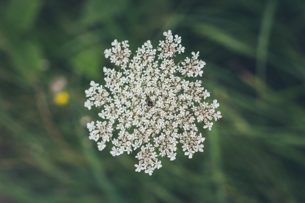 Nature grass branch blossom Photo