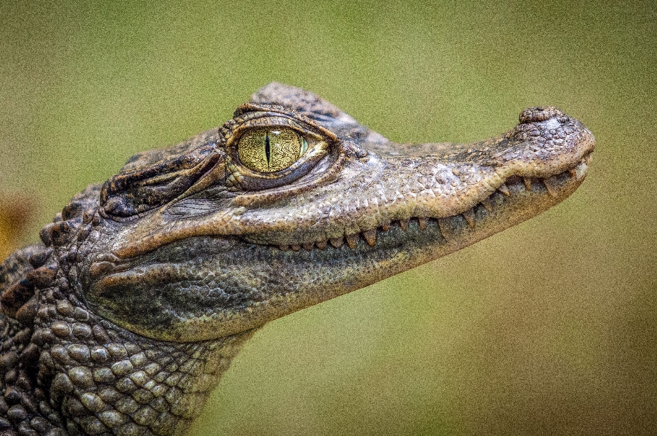 Tier tierwelt reptil fauna