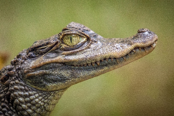 Hayvan yaban hayatı sürüngen fauna Fotoğraf