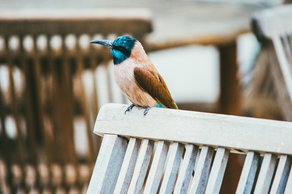 Pájaro ala banco silla