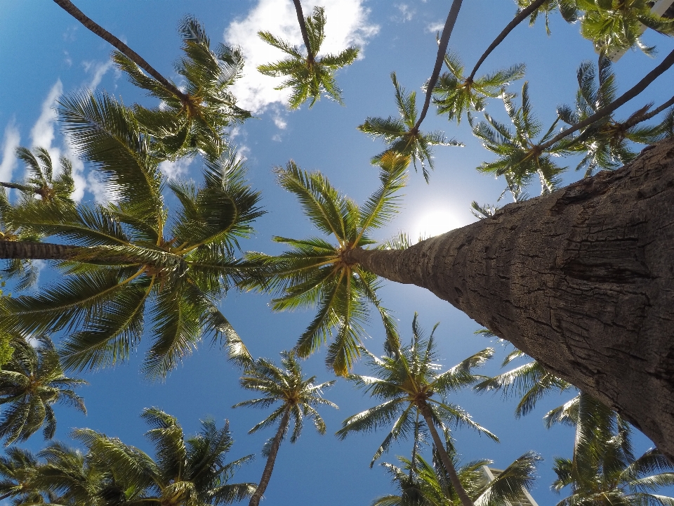 Albero ramo nube pianta