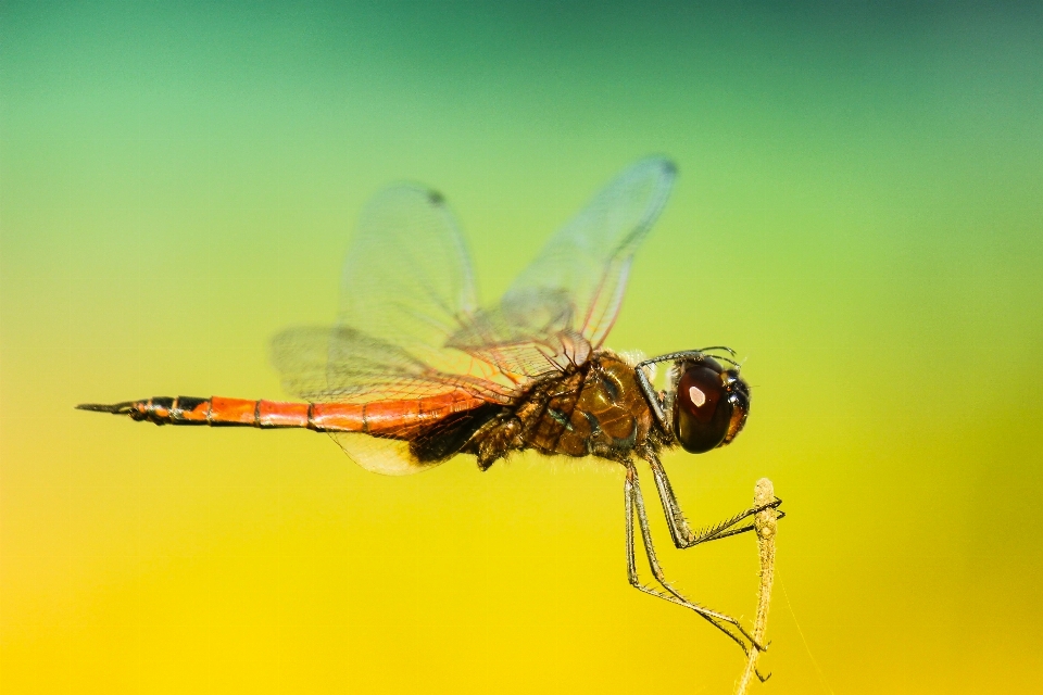 Wing photography fly insect