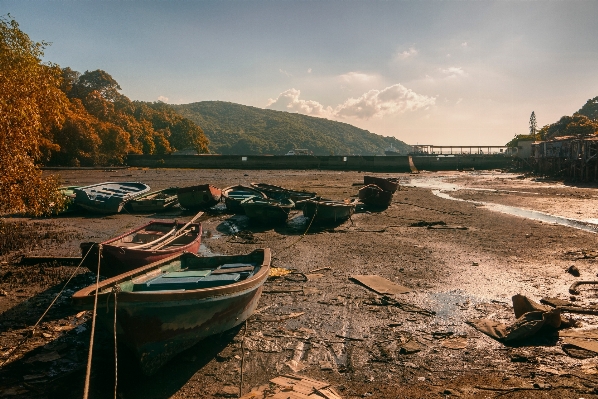 Manzara deniz sahil ağaç Fotoğraf