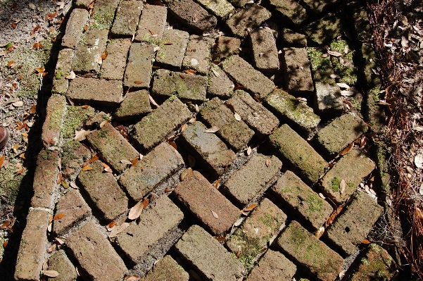 木 草 rock 植物 写真