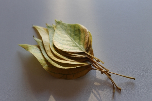 Branch plant wood leaf Photo