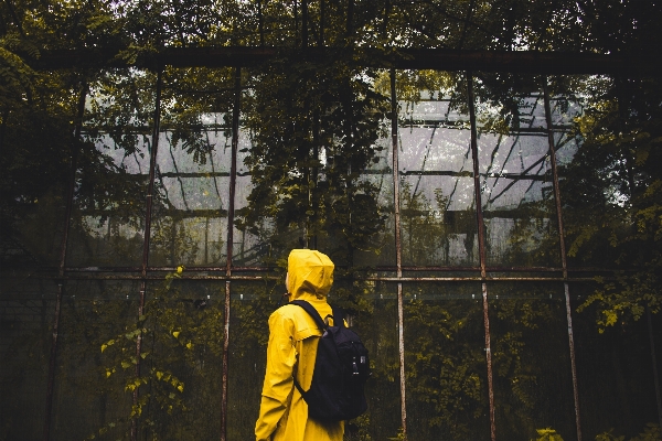 Tree plant sunlight backpack Photo